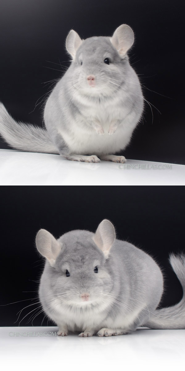 Chinchilla or related item offered for sale or export on Chinchillas.com - 000019 Show Quality Blue Diamond Male Chinchilla