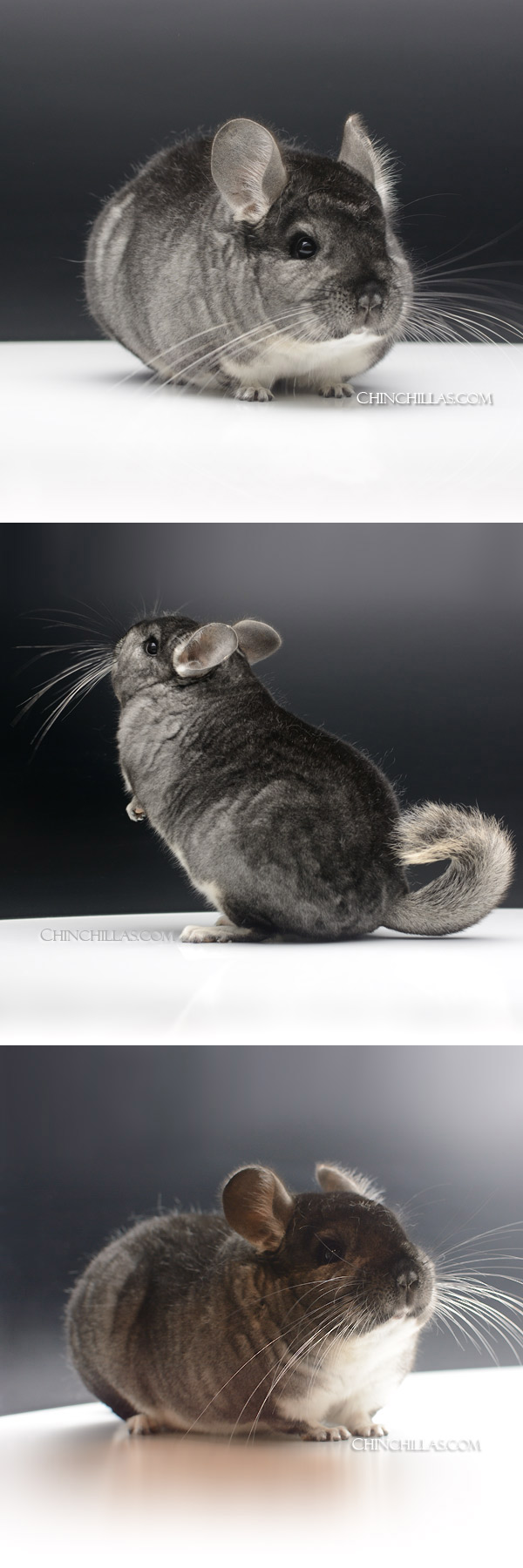 23160 Show Quality Standard Female Chinchilla