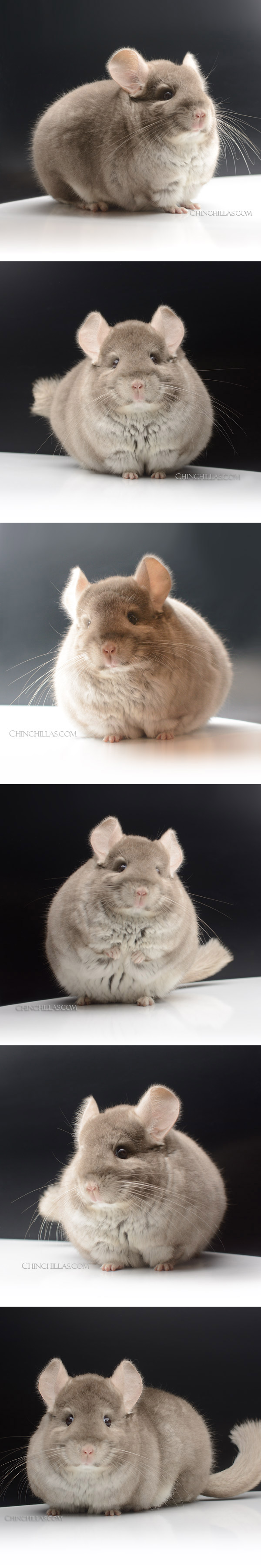 23164 Large Champion Beige Female Chinchilla