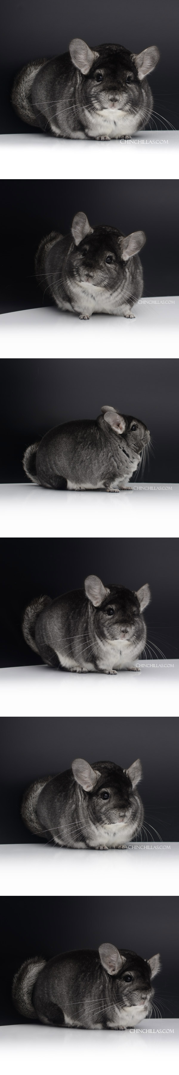Chinchilla or related item offered for sale or export on Chinchillas.com - 23031 Large Reserve Class Champion Standard Male Chinchilla