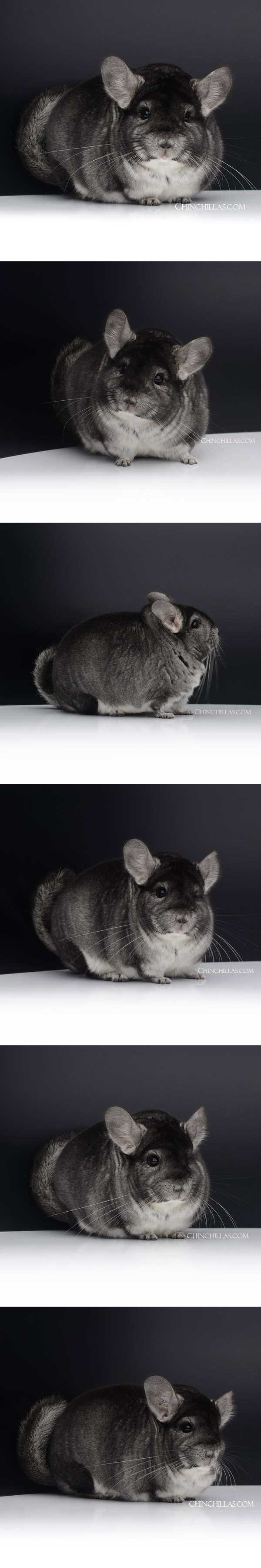 23031 Large Reserve Class Champion Standard Male Chinchilla