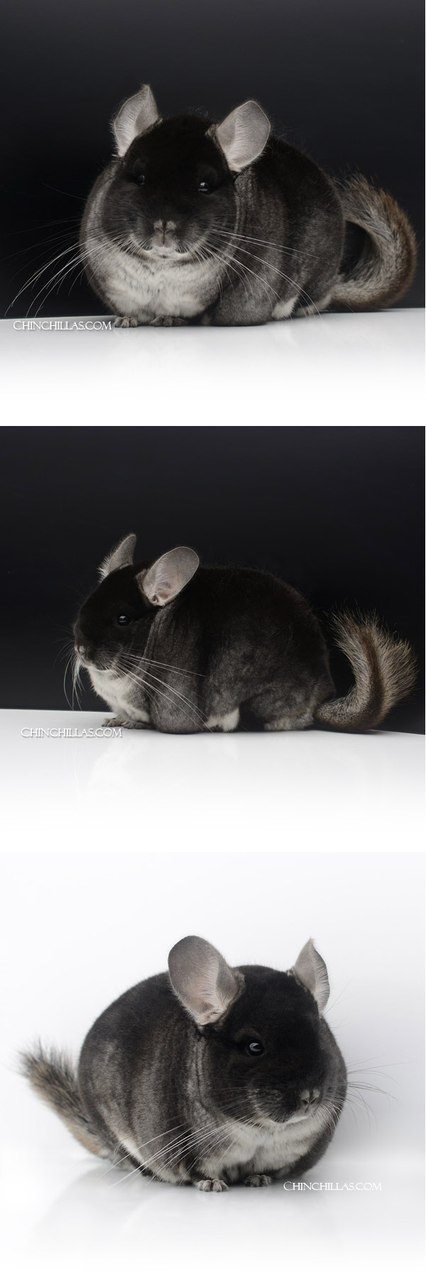 23162 Large Show Quality Black Velvet Male Chinchilla