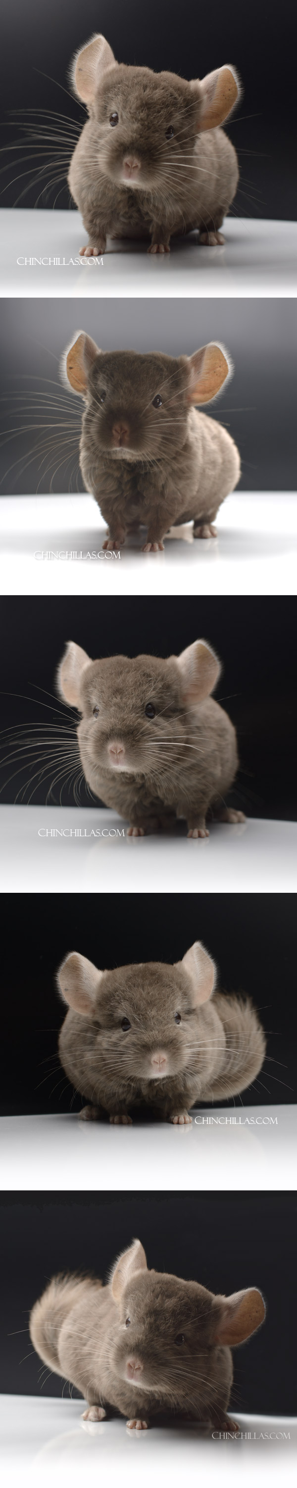 Chinchilla or related item offered for sale or export on Chinchillas.com - 24041 Tan Quasi Locken Male Chinchilla