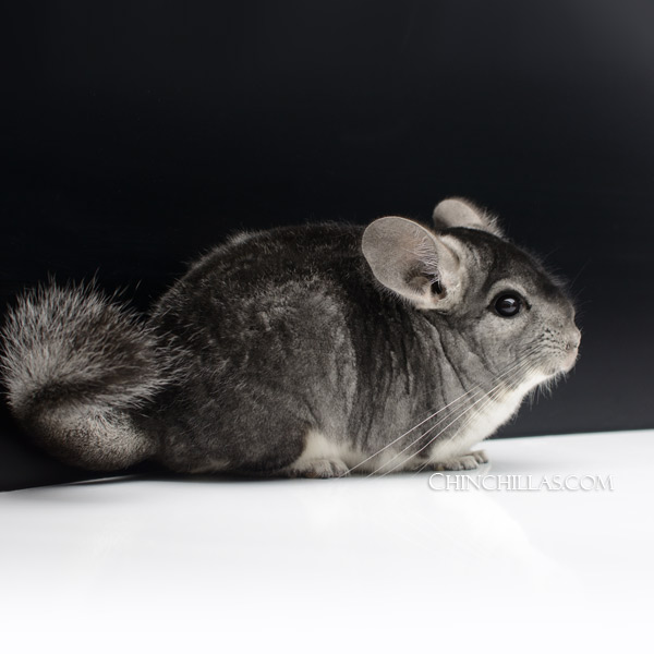Chinchilla or related item offered for sale or export on Chinchillas.com - 24056 Show Quality Standard Male Chinchilla