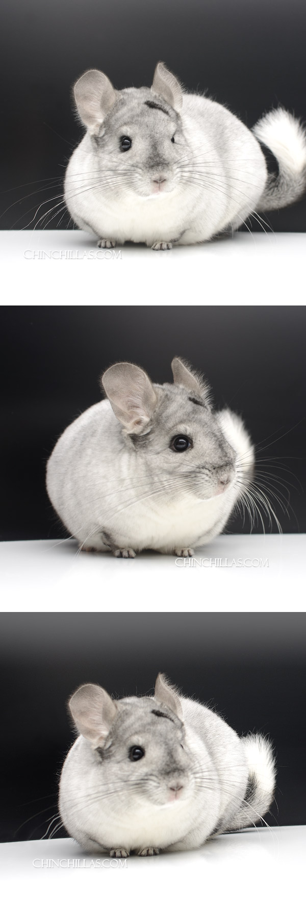 Chinchilla or related item offered for sale or export on Chinchillas.com - 24051 Extra Large Reserve Champion White Mosaic Female Chinchilla