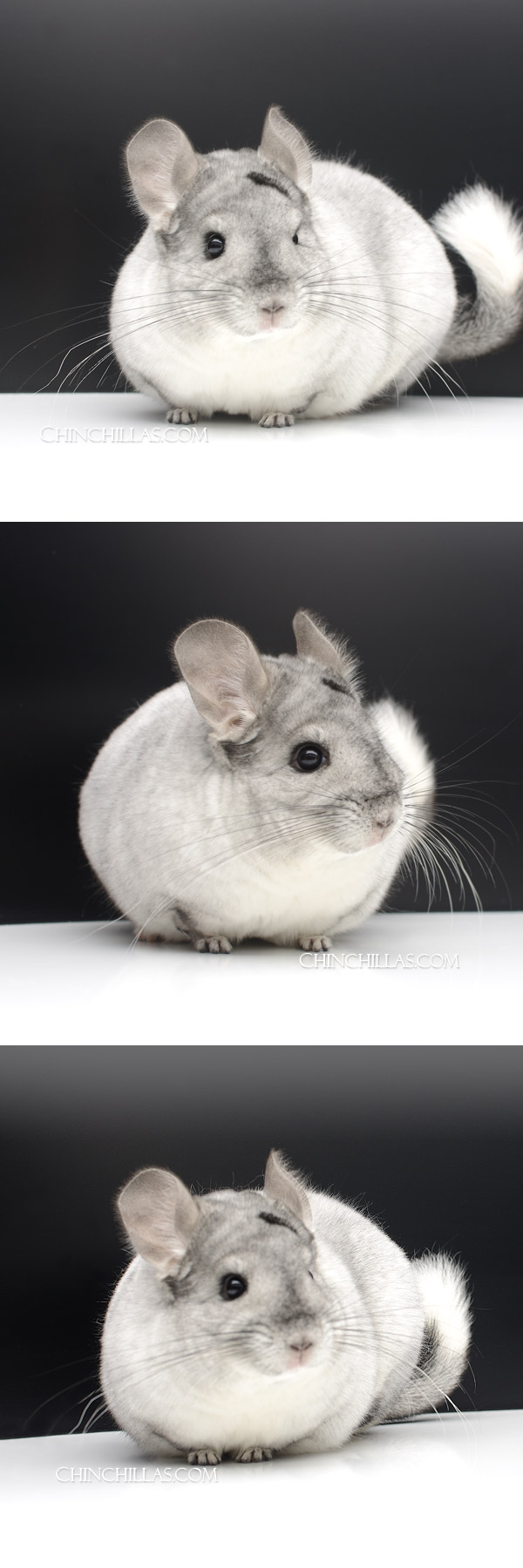 24051 Extra Large Reserve Champion White Mosaic Female Chinchilla