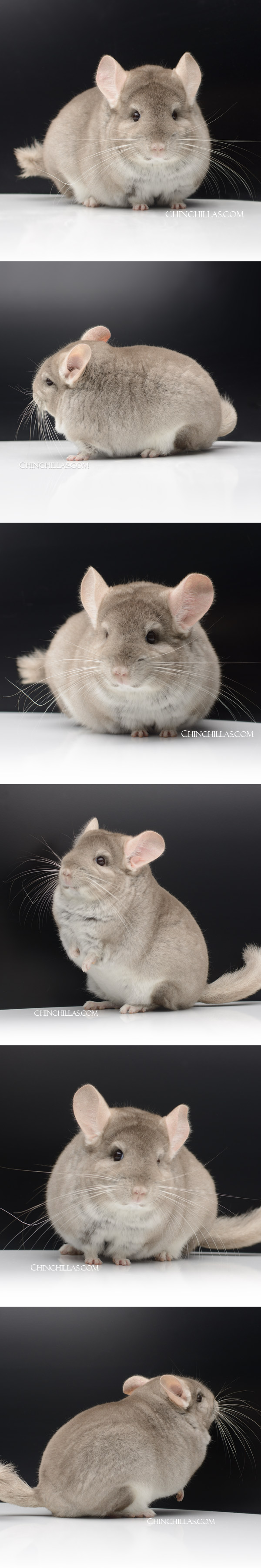 24048 Large Blocky Premium Production Quality Beige Female Chinchilla