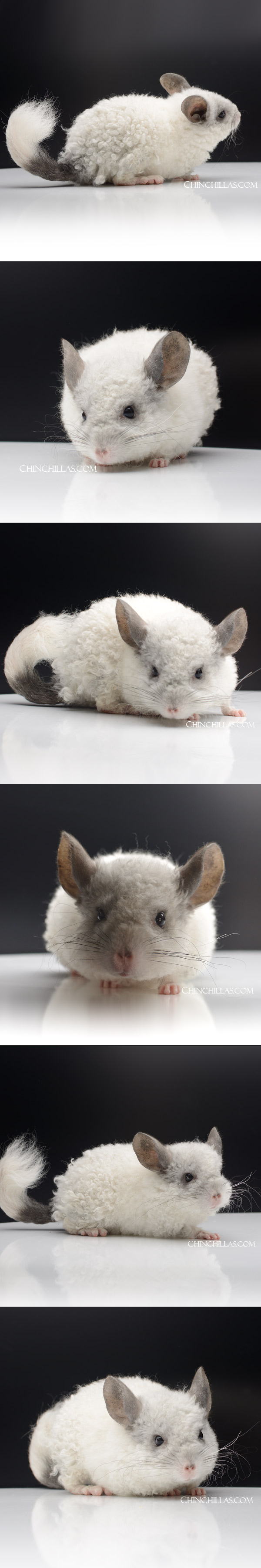 24038 Exceptional Ebony & White Full Locken Female Chinchilla