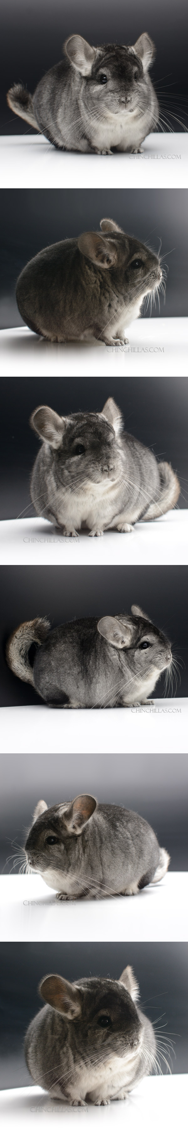 Chinchilla or related item offered for sale or export on Chinchillas.com - 24025 Large Blocky Premium Production Quality Standard Female Chinchilla