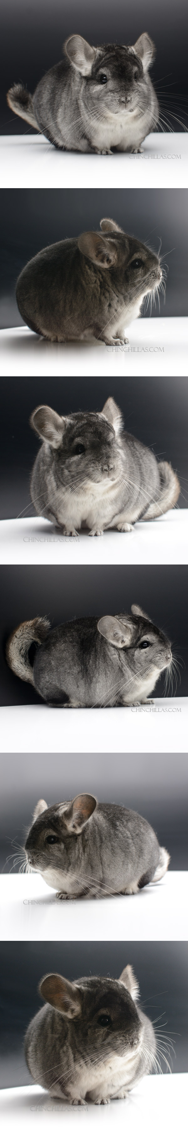 24025 Large Blocky Premium Production Quality Standard Female Chinchilla