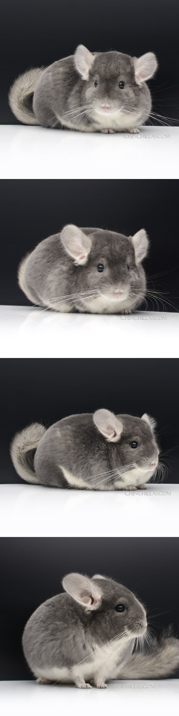 Chinchilla or related item offered for sale or export on Chinchillas.com - 24052 Show Quality Violet Male Chinchilla