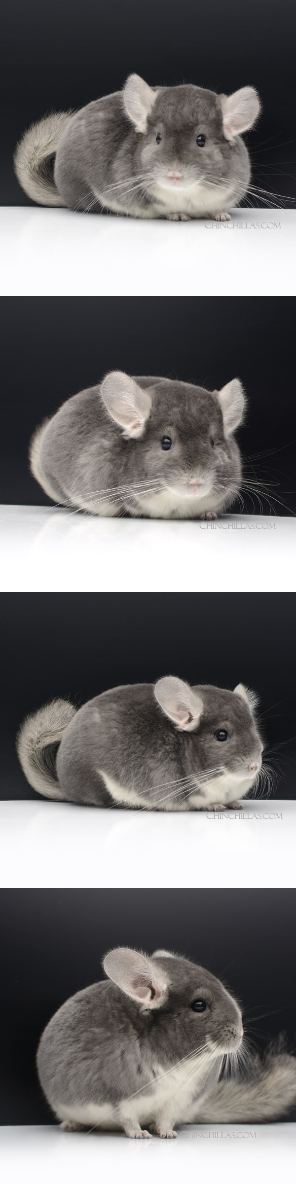 24052 Show Quality Violet Male Chinchilla