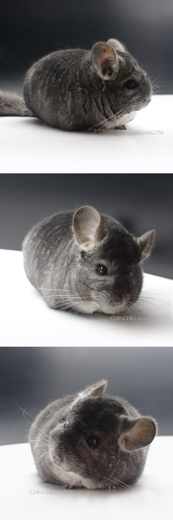 24047 Large Blocky Show Quality Standard Male Chinchilla