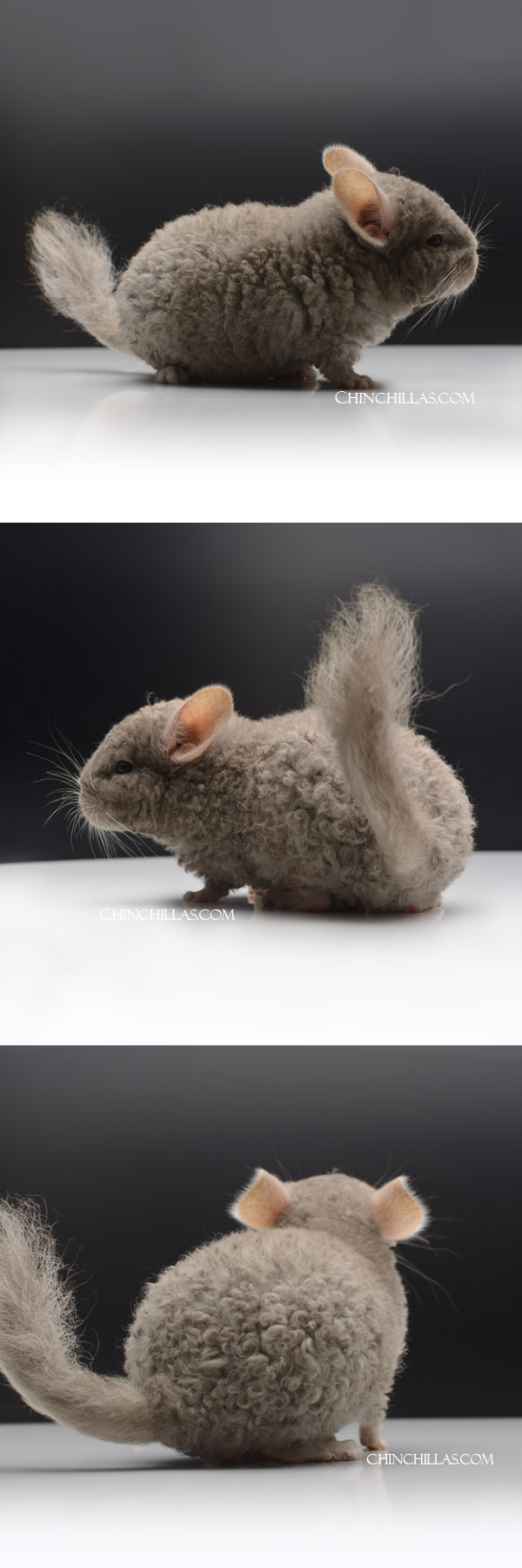 Chinchilla or related item offered for sale or export on Chinchillas.com - 24040 Exceptional Tan Full Locken Male Chinchilla