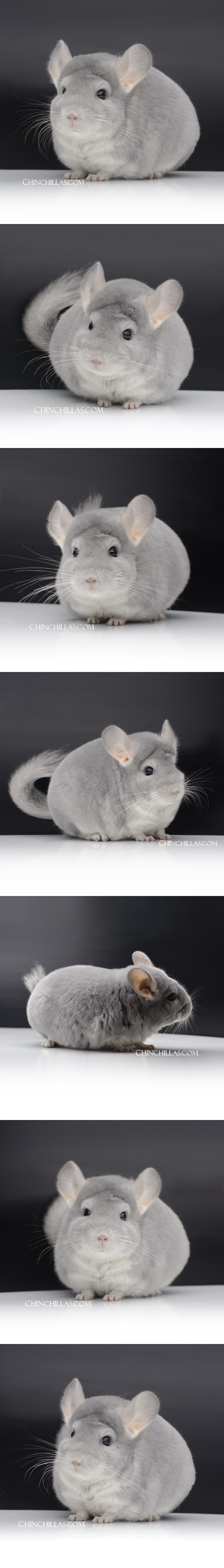 Chinchilla or related item offered for sale or export on Chinchillas.com - 000032 Large Premium Production Quality Blue Diamond Female Chinchilla