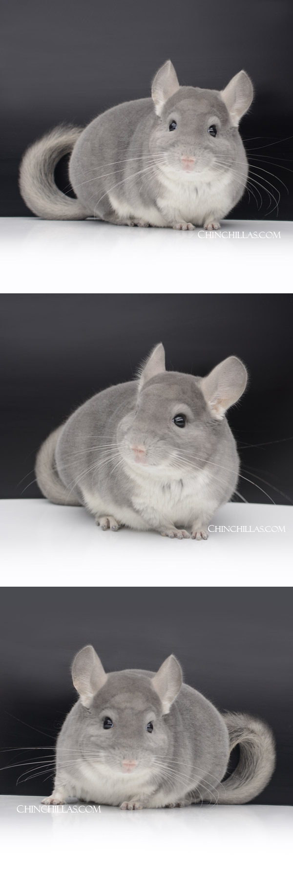 Chinchilla or related item offered for sale or export on Chinchillas.com - 000031 Show Quality Violet (Sapphire Carrier) Male Chinchilla