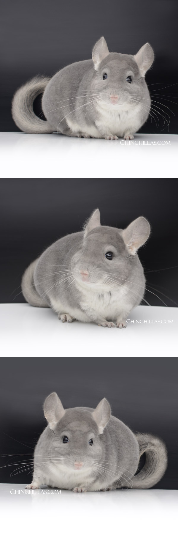 31 Show Quality Violet (Sapphire Carrier) Male Chinchilla