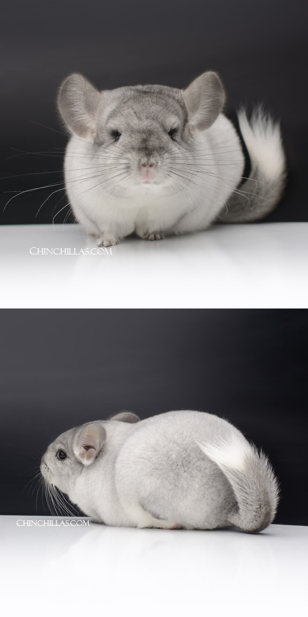 000029 Show Quality Silver Mosaic Female Chinchilla