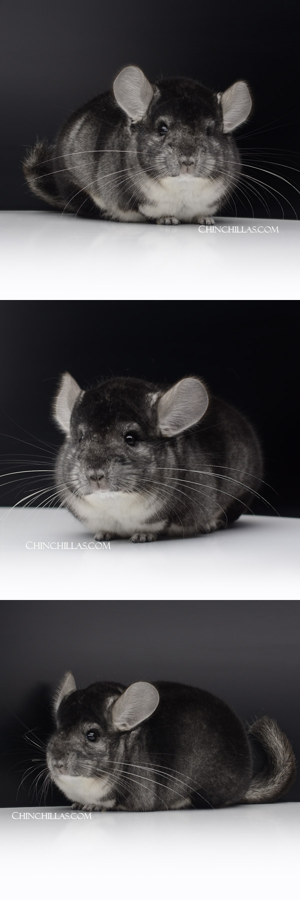 Chinchilla or related item offered for sale or export on Chinchillas.com - 24054 Reserve Class Champion Standard Male Chinchilla