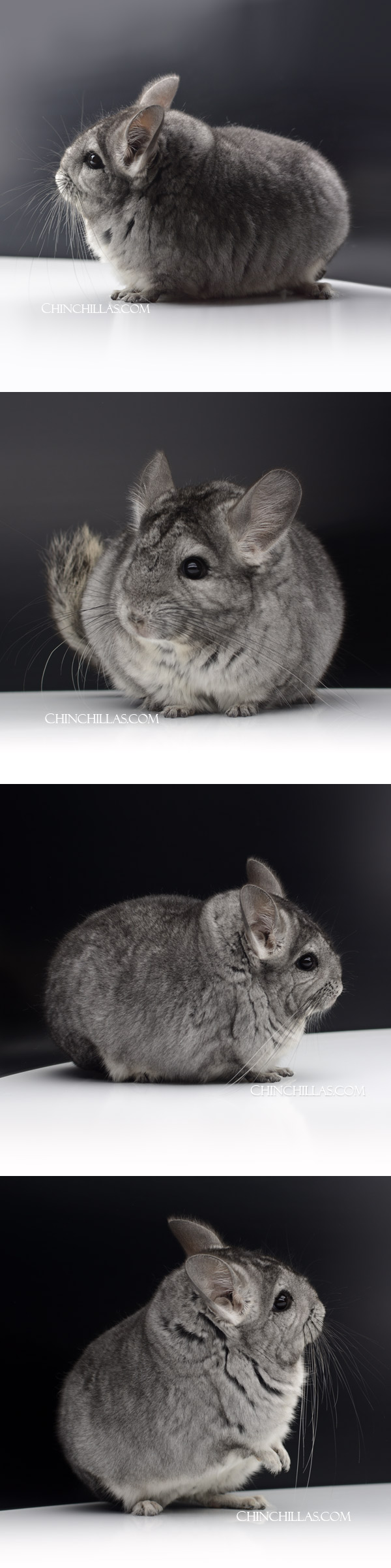 000045 Large Blocky Standard (Royal Persian Angora Carrier) Female Chinchilla