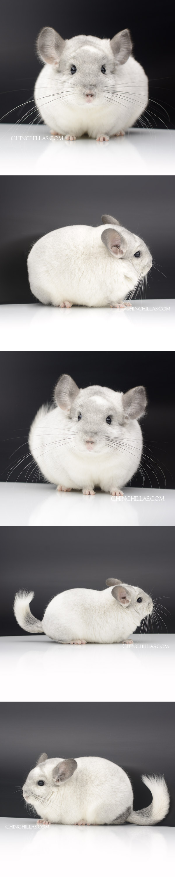Chinchilla or related item offered for sale or export on Chinchillas.com - 000043 Blocky Show Quality White Mosaic Male Chinchilla