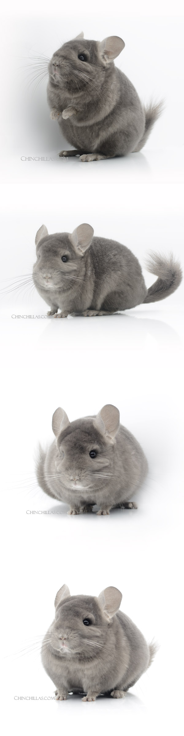 23059 Show Quality Wrap-Around Violet Female Chinchilla