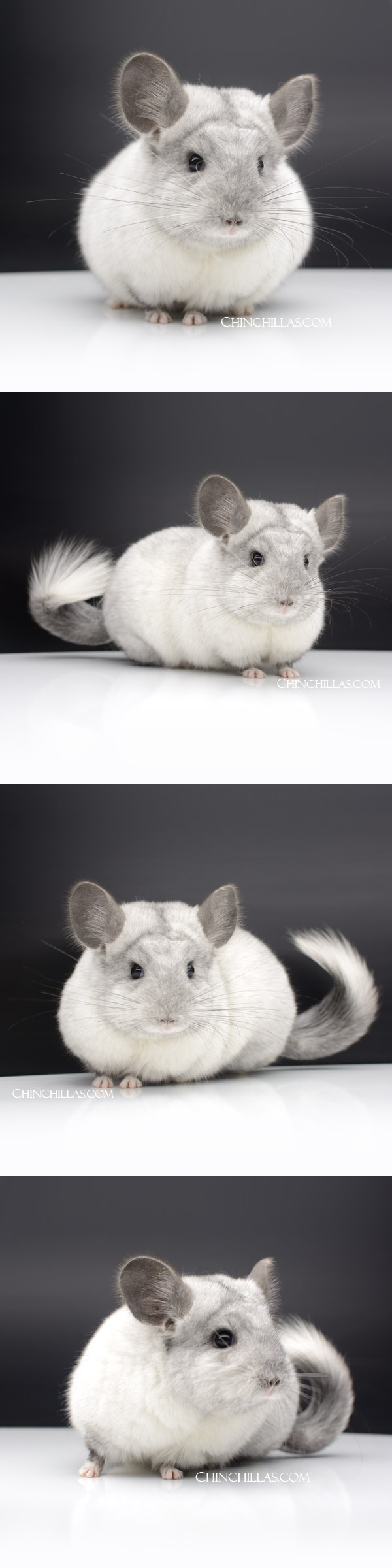 35 Large Ebony & White Mosaic ( Royal Persian Angora & Violet Carrier ) Female Chinchilla