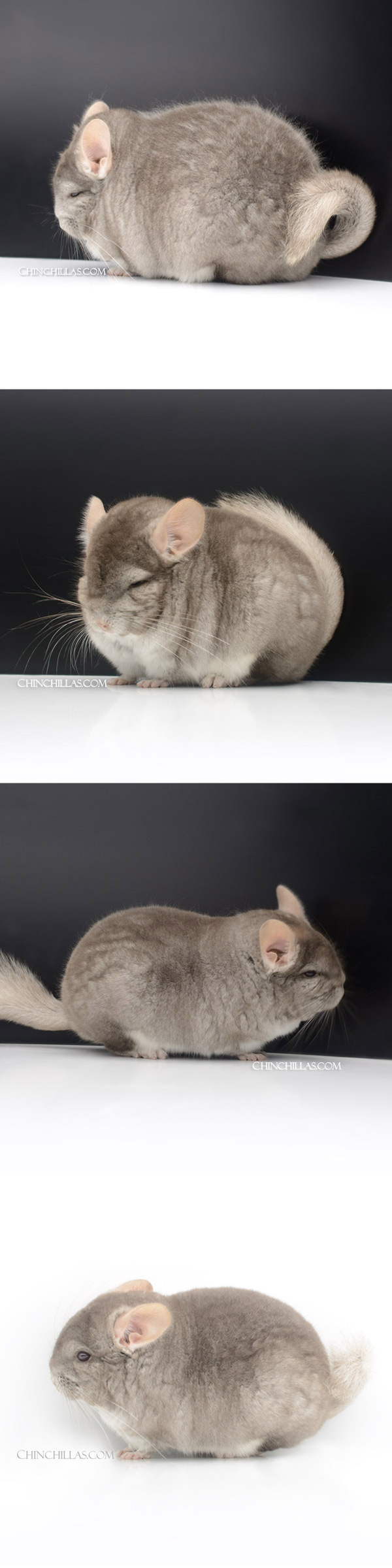 Chinchilla or related item offered for sale or export on Chinchillas.com - 23116 Extra Large Blocky Herd Improvement Quality Beige Male