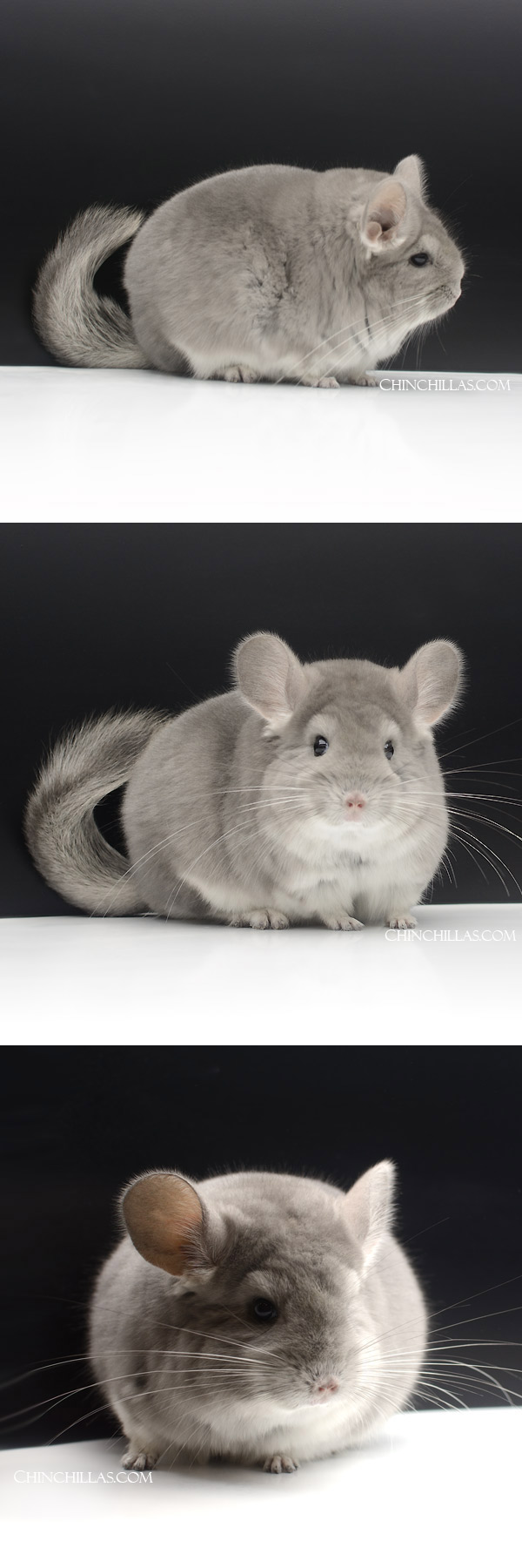 Chinchilla or related item offered for sale or export on Chinchillas.com - 000021 Large, Exceptional Violet ( Royal Persian Angora Carrier ) Female Chinchilla