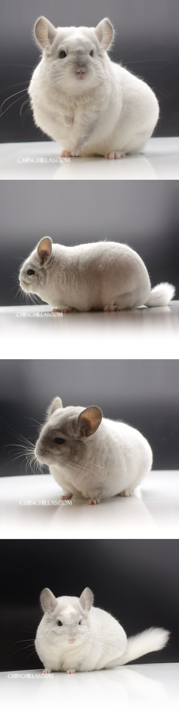 Chinchilla or related item offered for sale or export on Chinchillas.com - 14 XXL Exceptional Violet & White Mosaic ( Royal Persian Angora Carrier ) Female Chinchilla