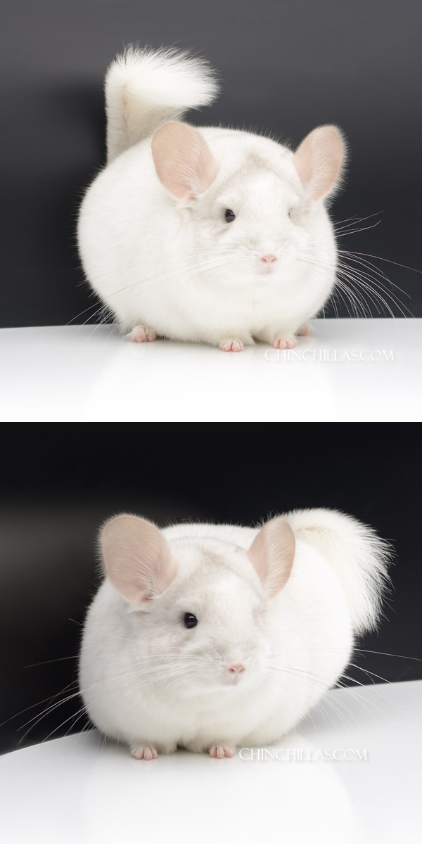 6 Exceptional Pink White ( Royal Persian Angora Carrier ) Female Chinchilla