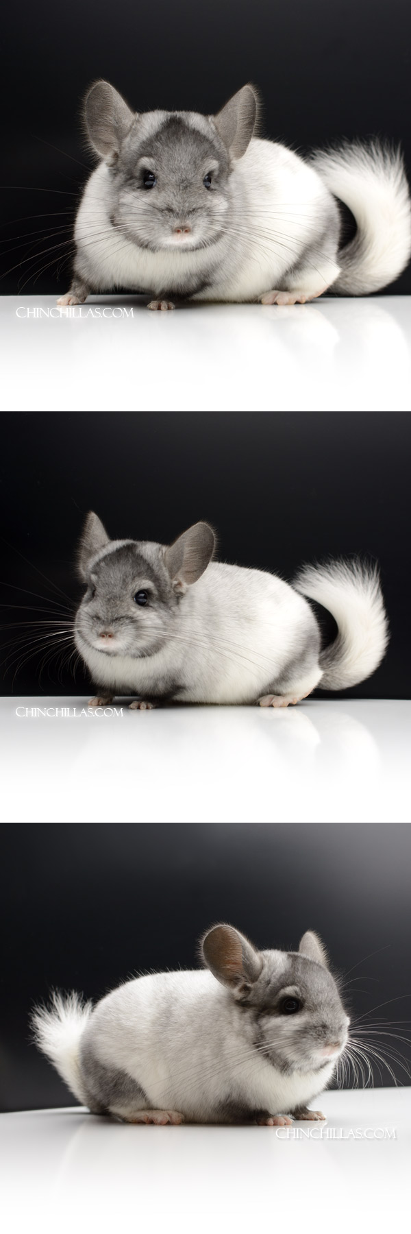 59 Ebony & White Mosaic ( Royal Persian Angora Carrier ) Male Chinchilla