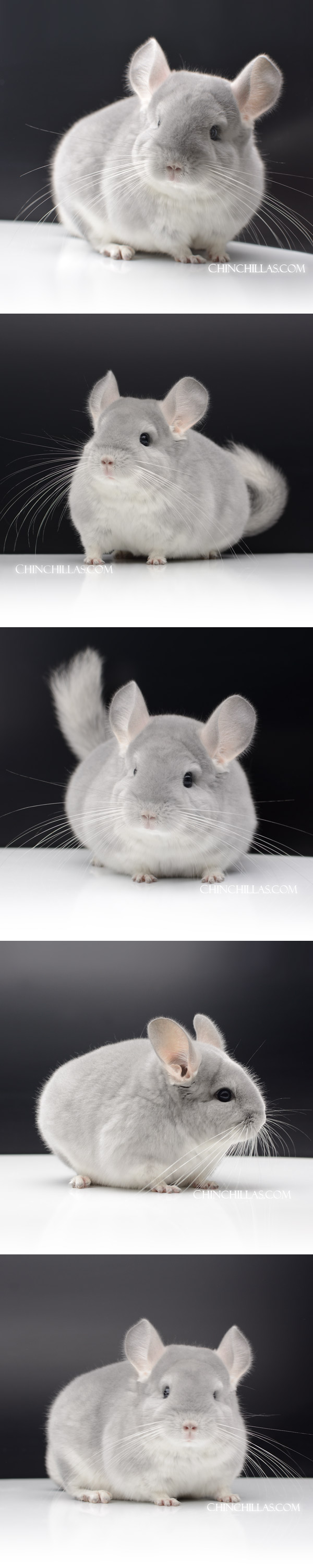 58 Large Top Show Quality Blue Diamond Female Chinchilla