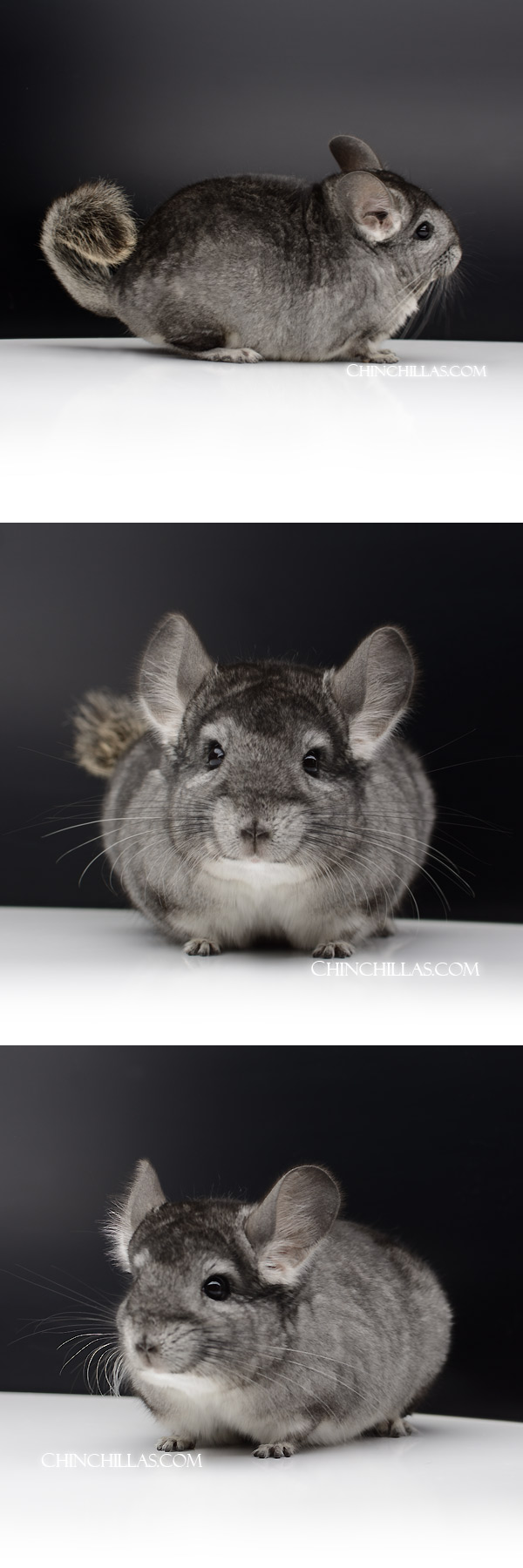 Chinchilla or related item offered for sale or export on Chinchillas.com - 52 Extra Large Standard ( Royal Persian Angora Carrier ) Male Chinchilla
