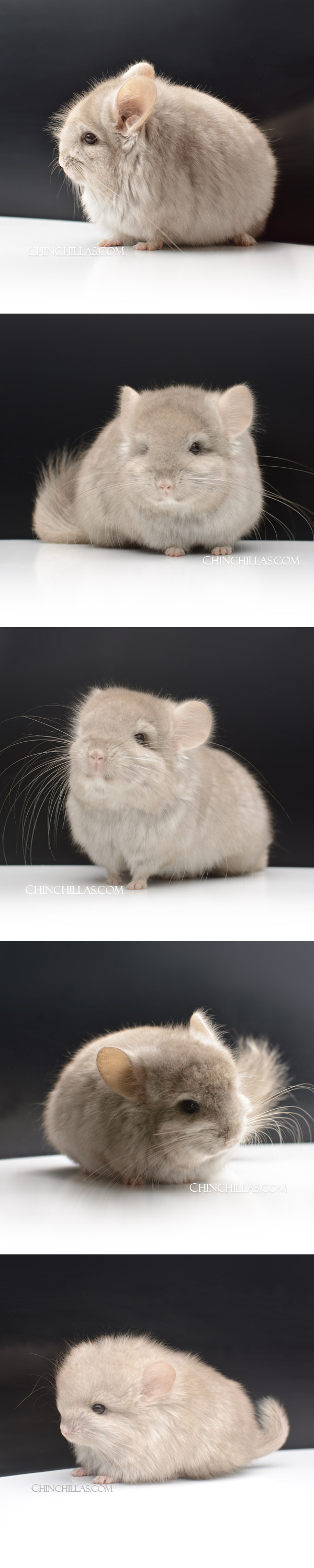60 Light Tan Royal Persian Angora Male Chinchilla