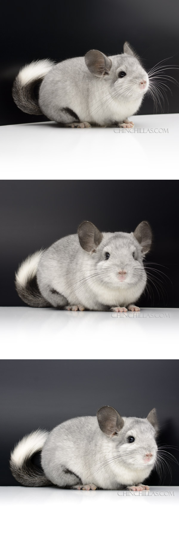 56 Show Quality Ebony & White Mosaic Male Chinchilla