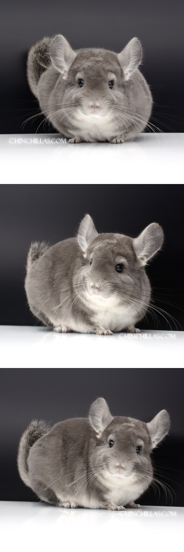 51 Large Show Quality Violet Male Chinchilla