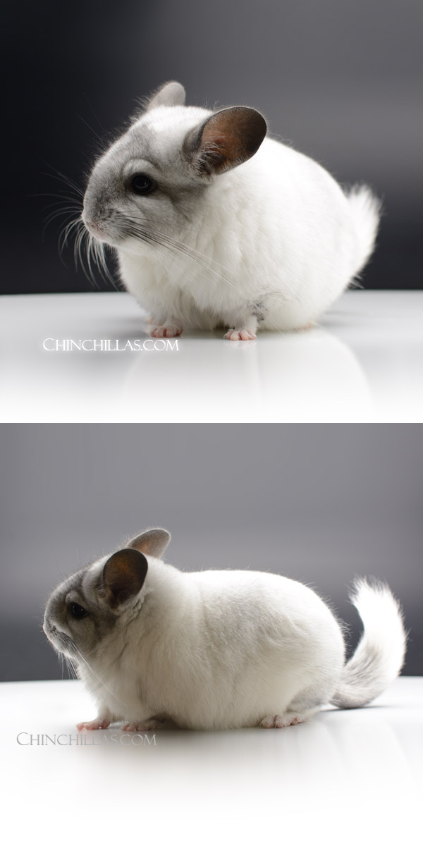 49 Extra Large Blocky Ebony & White Mosaic ( RPA & Violet Carrier ) Female Chinchilla