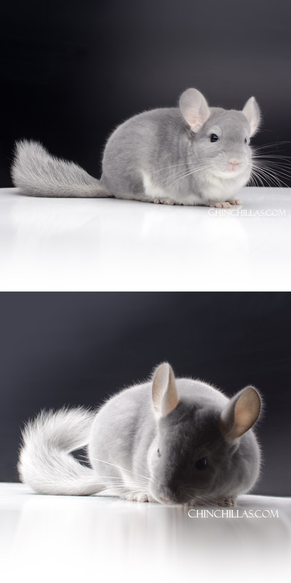64 Show Quality Blue Diamond Male Chinchilla