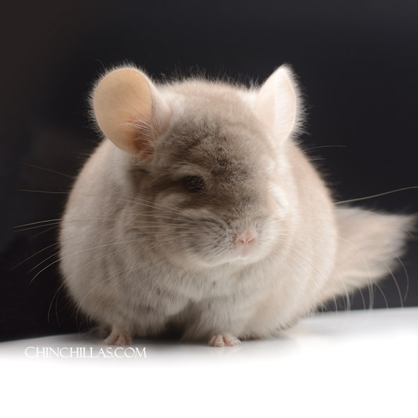 23079 Large Beige Royal Persian Angora Male Chinchilla
