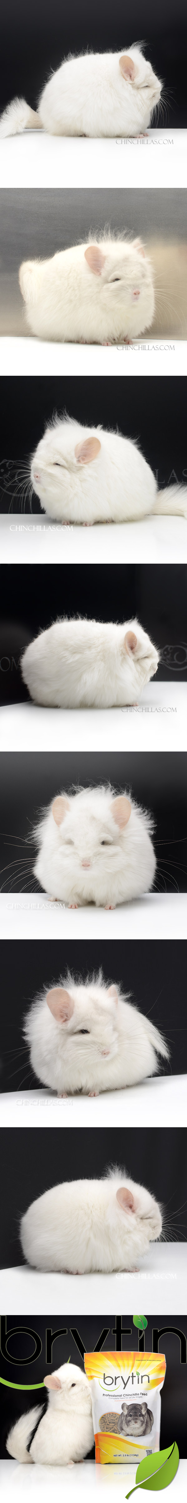 21172 Extra Large Exceptional Pink White (violet carrier) G3 Royal Persian Angora Female Chinchilla