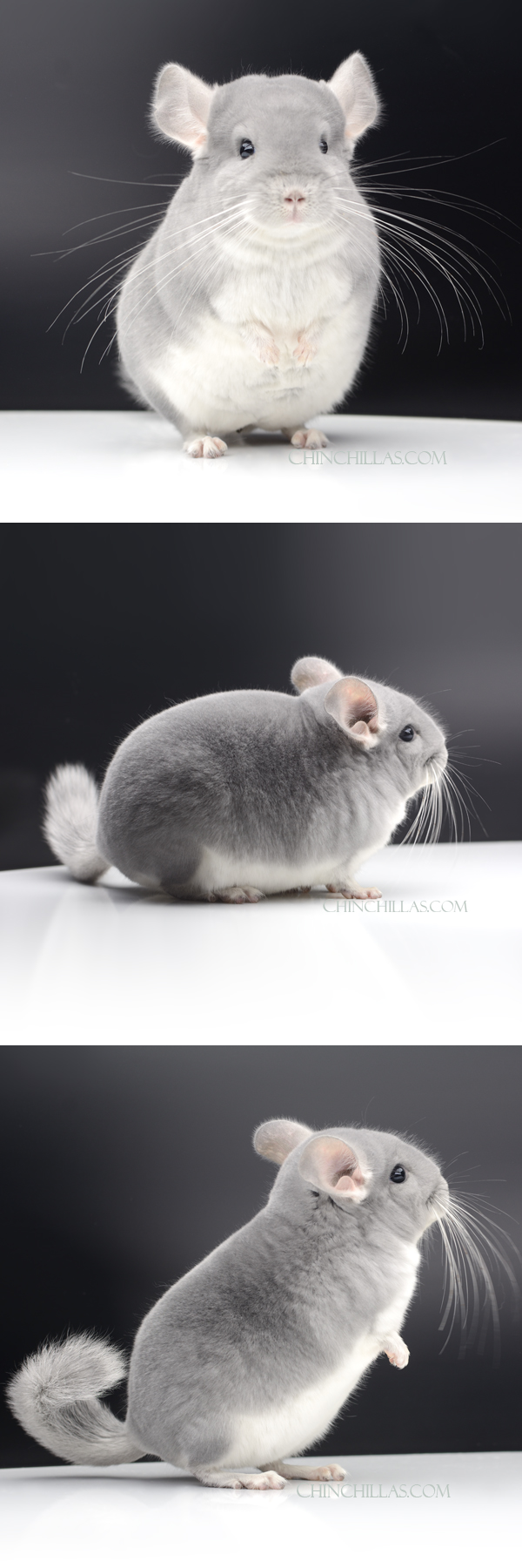 76 Exceptional Blue Diamond Male Chinchilla