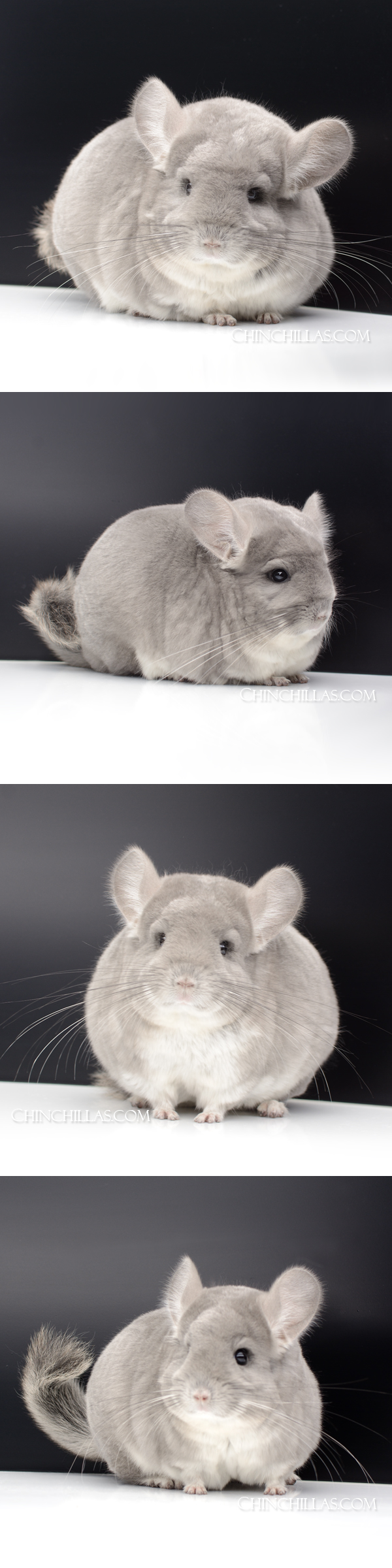 74 Extra Large Blocky Premium Production Quality Violet Female Chinchilla