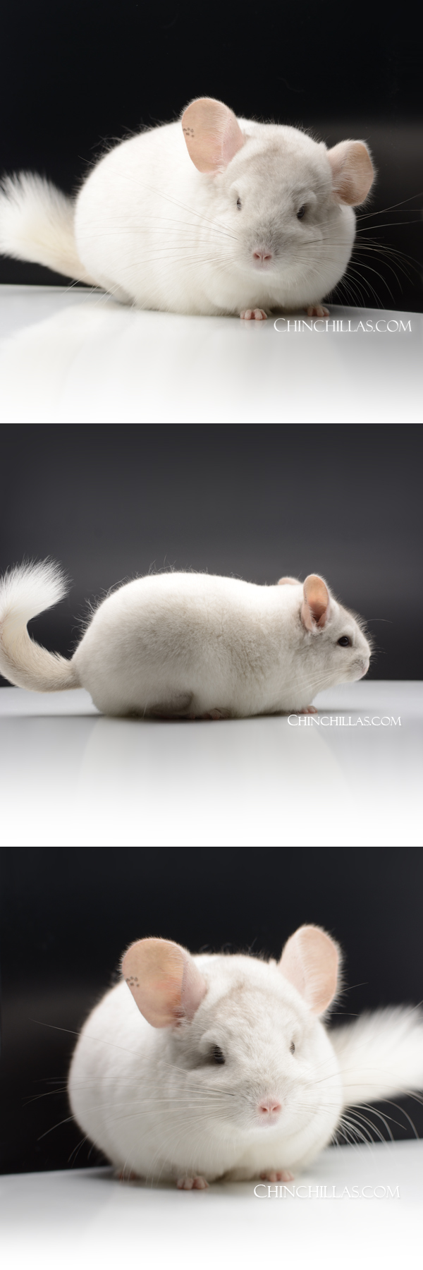 71 Large Show Quality Pink White Female Chinchilla w/ unique marking