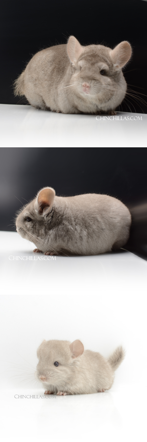 80 Extra Large Blocky Tan (Violet & Royal Persian Angora carrier) Female Chinchilla