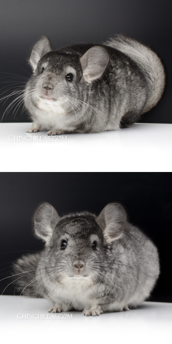 73 Standard ( Possible Violet & Royal Persian Angora Carrier ) Male Chinchilla