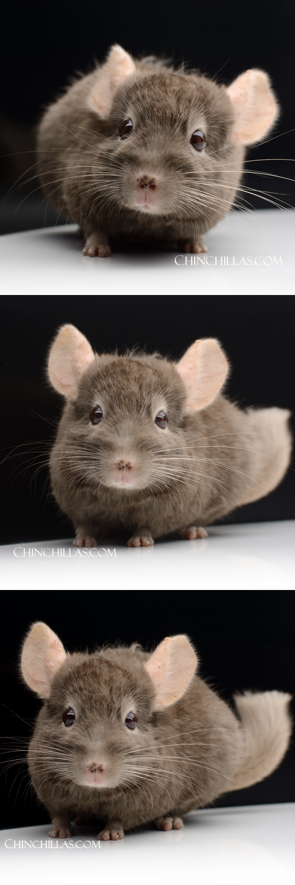 Chinchilla or related item offered for sale or export on Chinchillas.com - 25131 Tan (Locken Carrier) Male Chinchilla