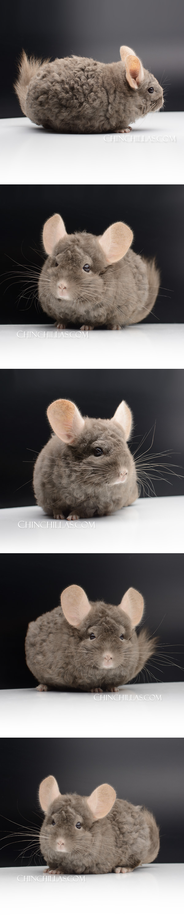 Chinchilla or related item offered for sale or export on Chinchillas.com - 25130 Exceptional Tan Full Locken Female Chinchilla