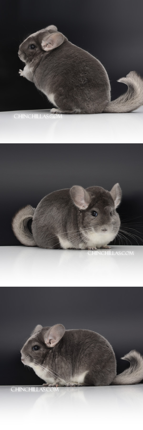 Chinchilla or related item offered for sale or export on Chinchillas.com - 103 Large Blocky Premium Production Quality Violet Female Chinchilla