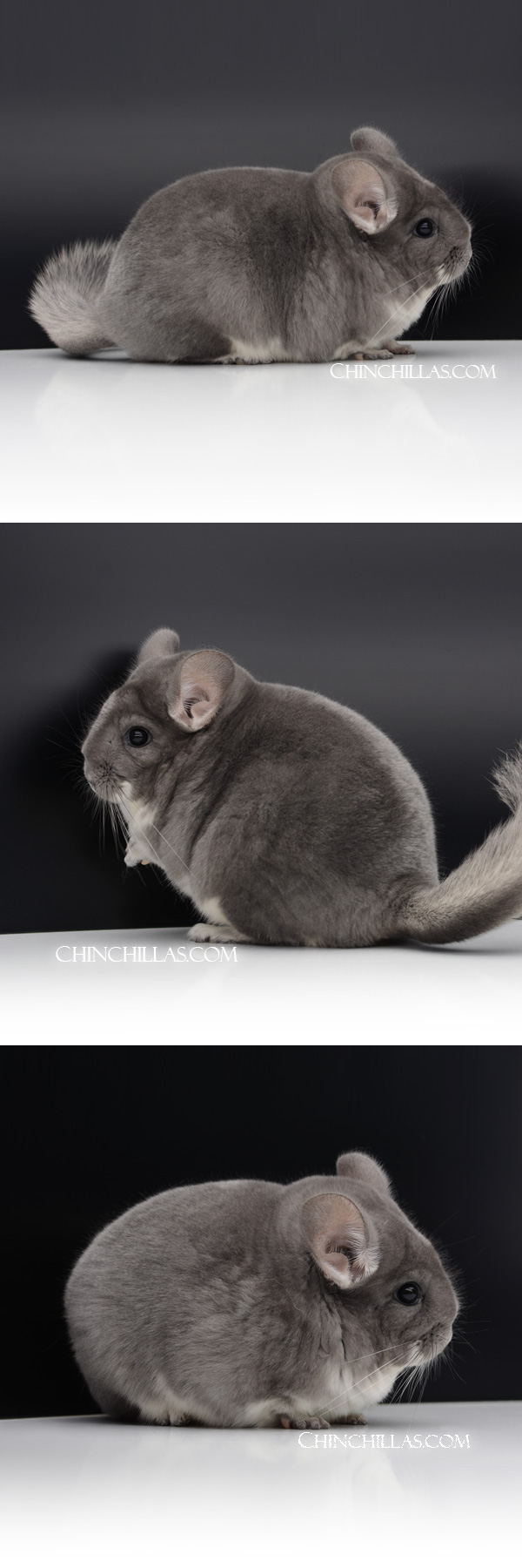 Chinchilla or related item offered for sale or export on Chinchillas.com - 104 Large Blocky Premium Production Quality Violet Female Chinchilla
